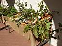 Il tavolo dei fiori e frutti - foto di Giuliano del Colombo
per ingrandire la foto cliccare sulla miniatura (645 Kb)